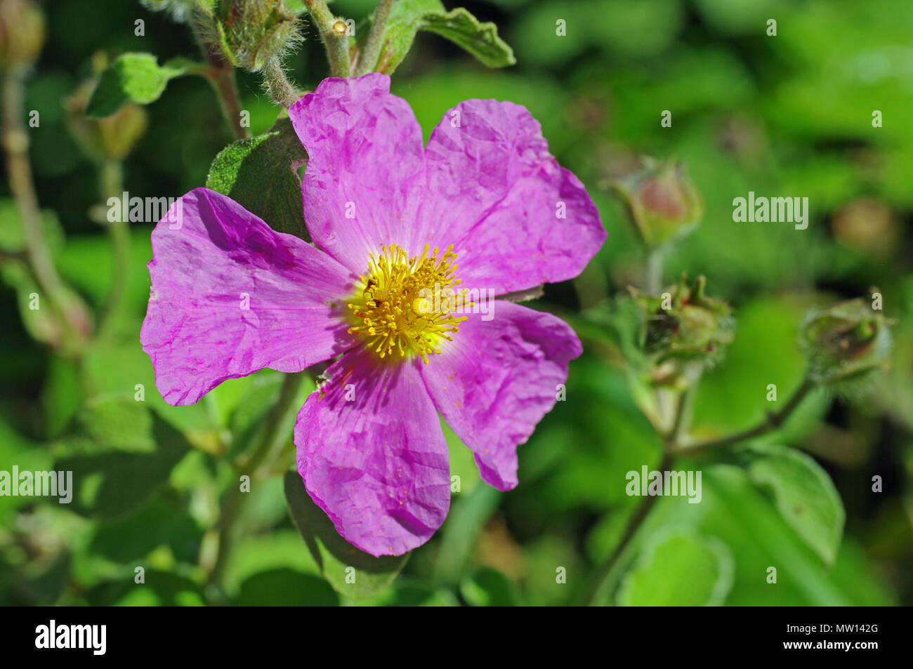 Cistus Albidus, die Graue-leaved Cistus, Familie Cistaceae (Die cistrose Familie) Stockfoto