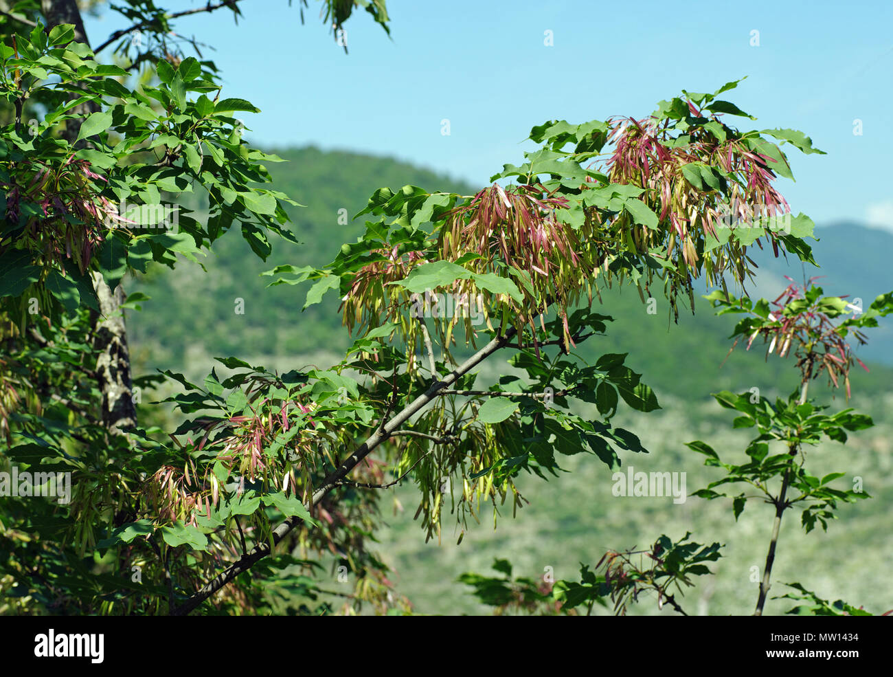 Fraxinus ornus, die Blumen-esche oder Südeuropäische Blumenesche mit Früchten (Samara), Familie Fabaceae Stockfoto
