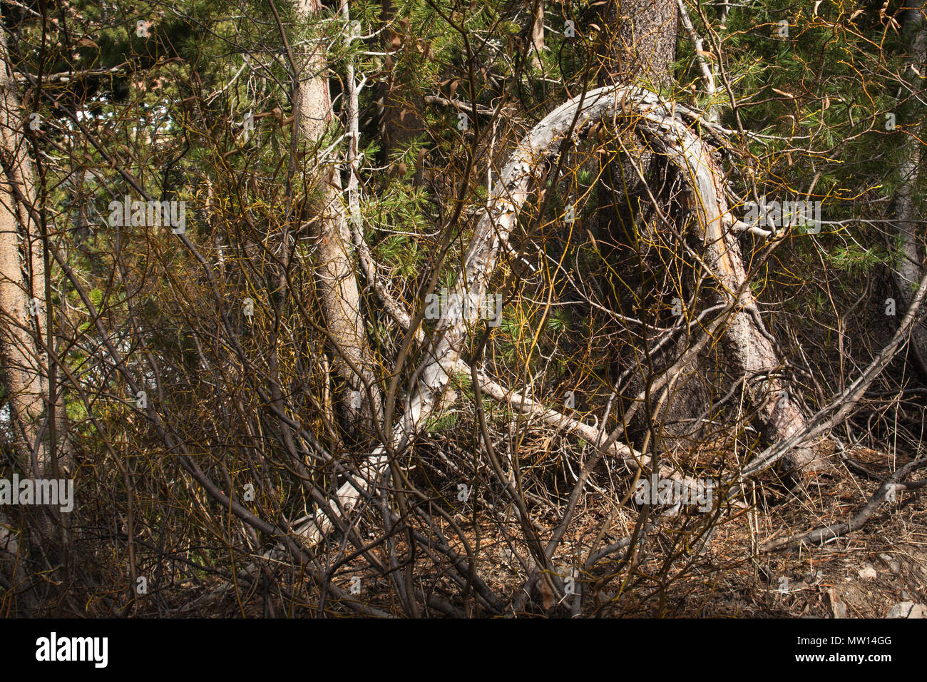 Ein verbogen und verdreht Baum in die Berge der Sierra Nevada. Stockfoto