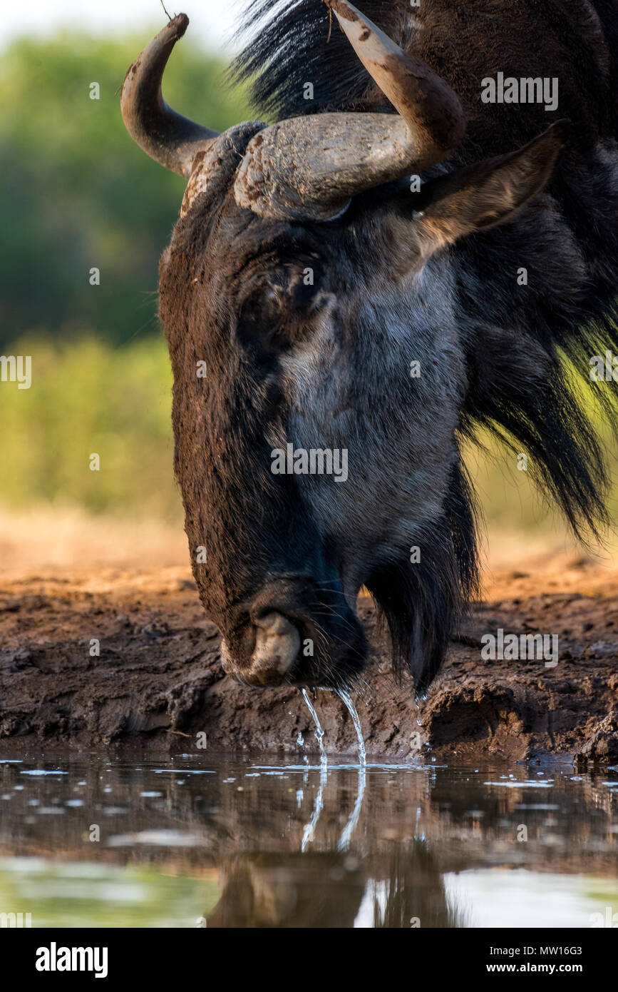 Blue Wildebeest Trinken an einem Wasserloch Botswana Stockfoto