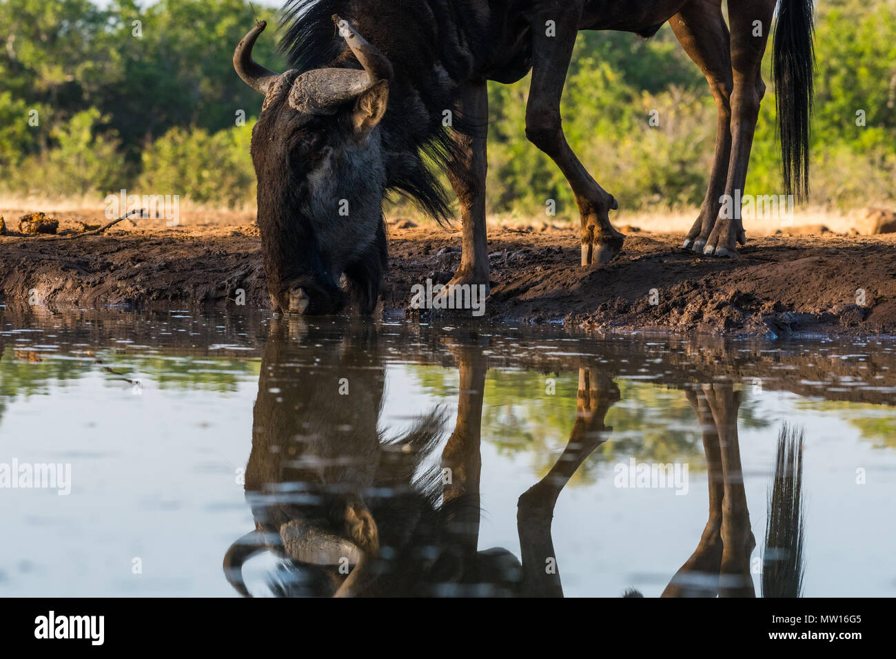 Blue Wildebeest Trinken an einem Wasserloch Botswana Stockfoto
