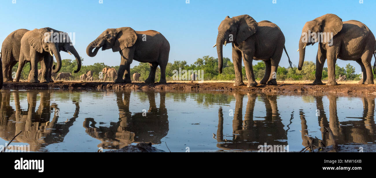 Elefanten fotografiert von Der Matabole verbergen in der Mashatu Private Game Reserve in Botswana Stockfoto