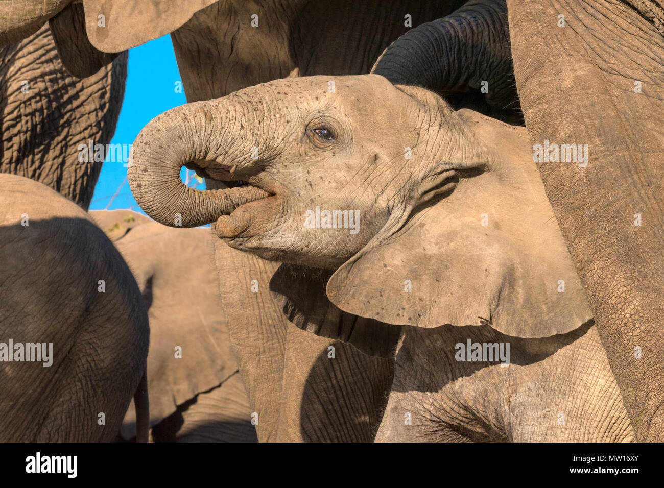 Elefanten fotografiert von Der Matabole verbergen in der Mashatu Private Game Reserve in Botswana Stockfoto