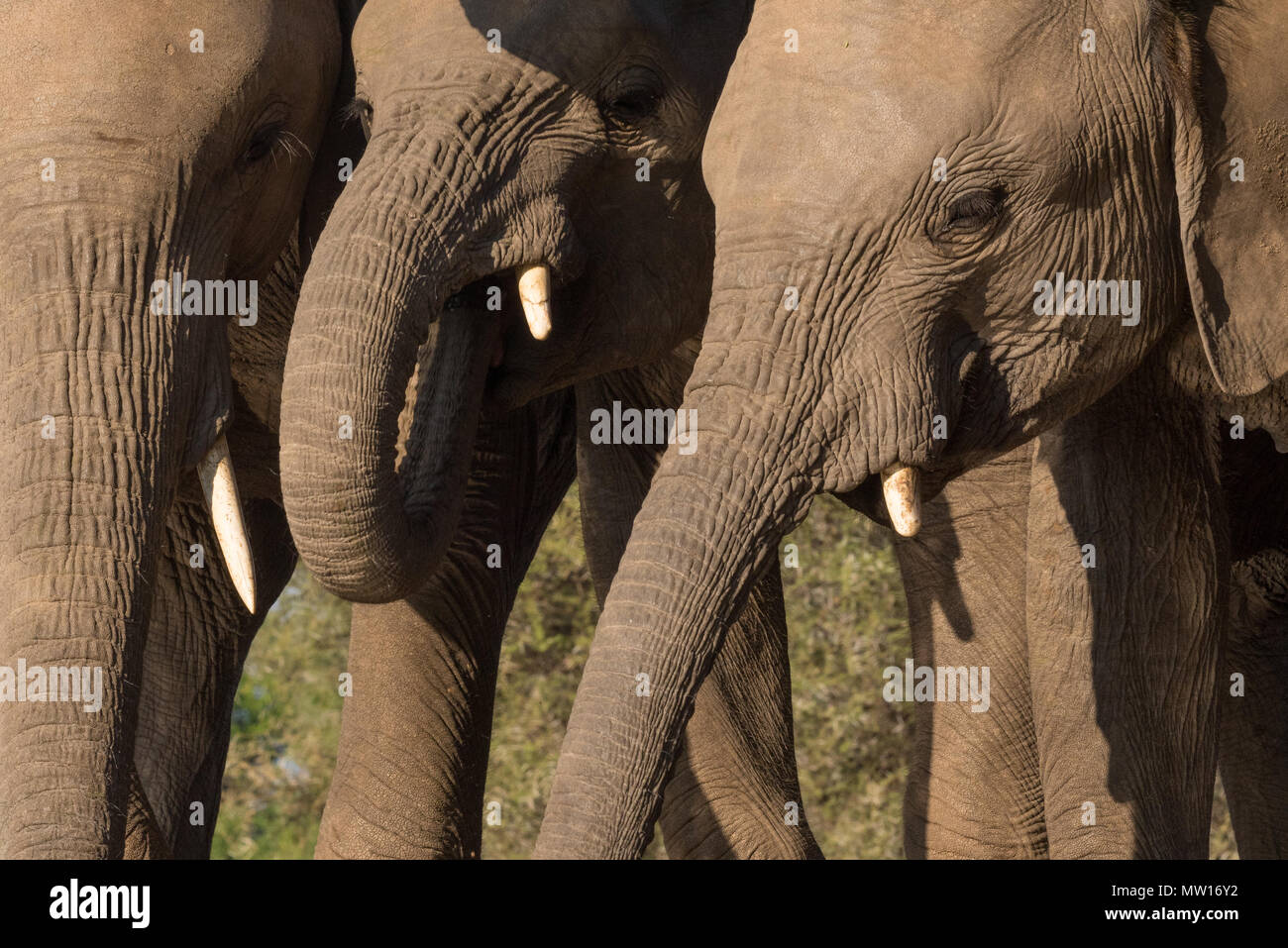 Elefanten fotografiert von Der Matabole verbergen in der Mashatu Private Game Reserve in Botswana Stockfoto