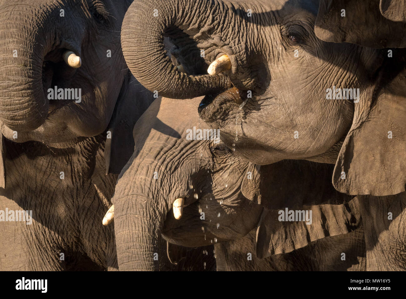 Elefanten fotografiert von Der Matabole verbergen in der Mashatu Private Game Reserve in Botswana Stockfoto
