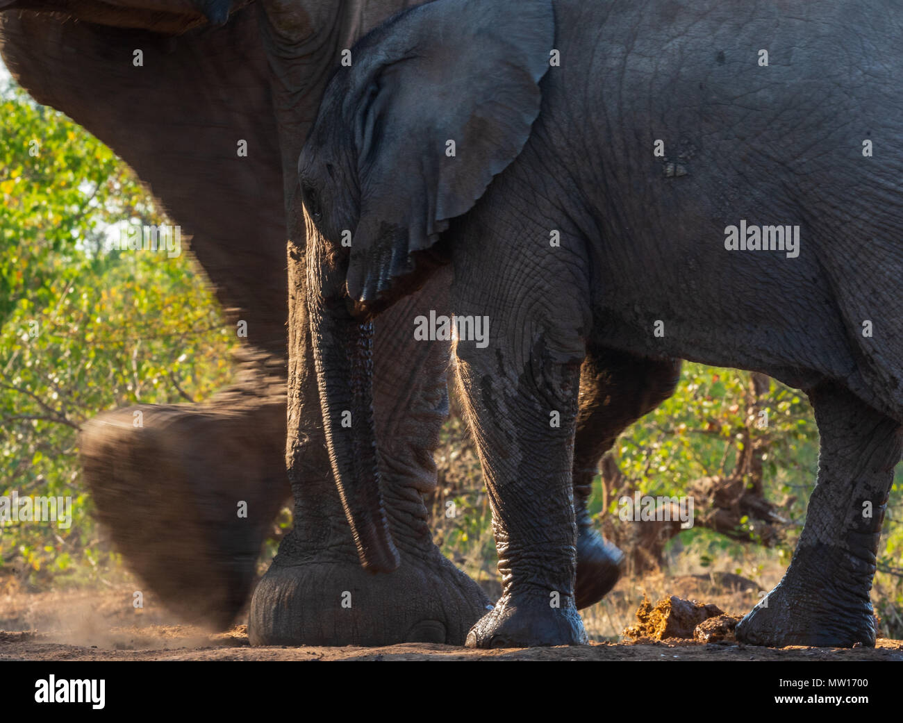 Elefanten fotografiert von Der Matabole verbergen in der Mashatu Private Game Reserve in Botswana Stockfoto