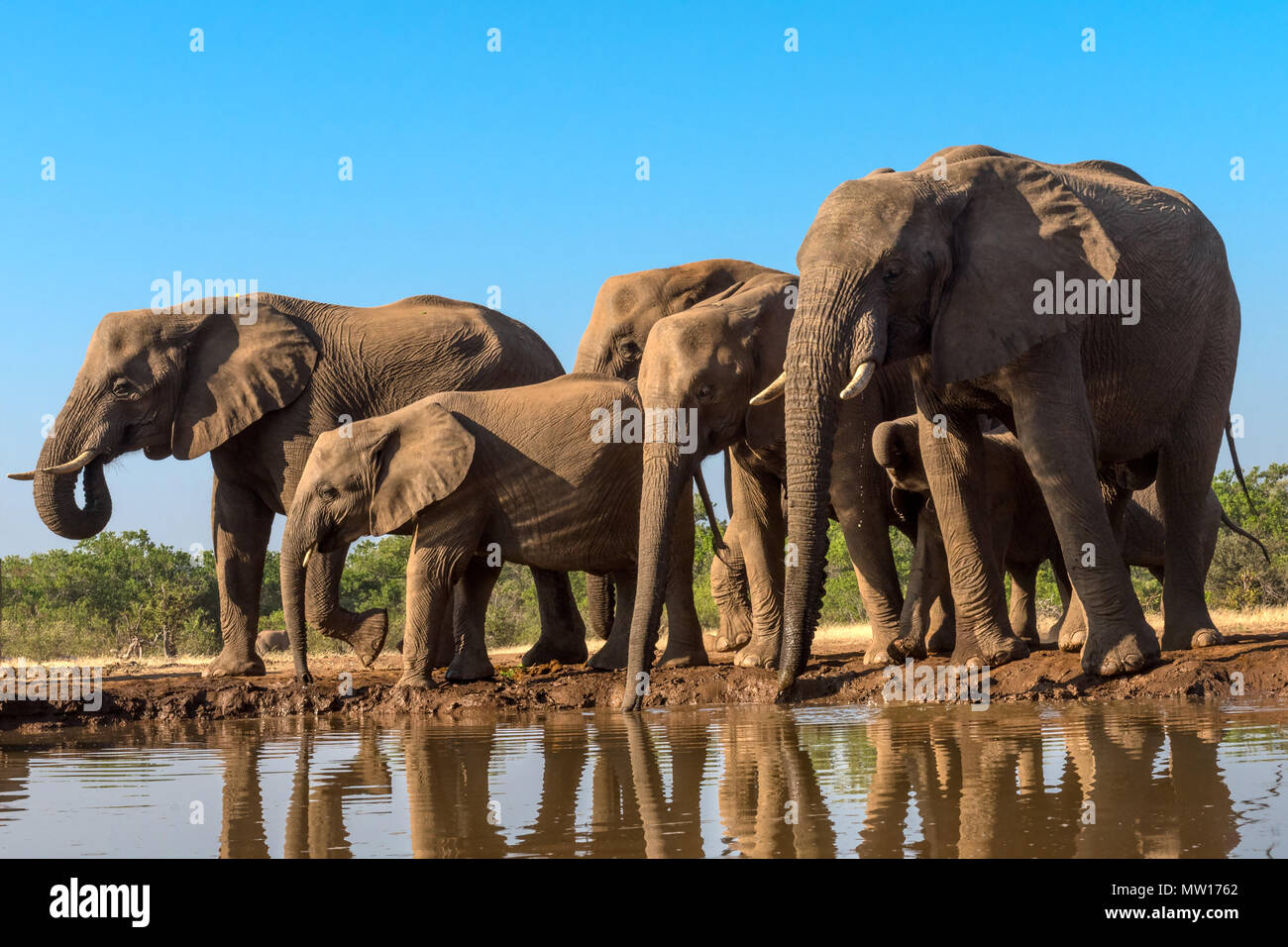 Elefanten fotografiert von Der Matabole verbergen in der Mashatu Private Game Reserve in Botswana Stockfoto