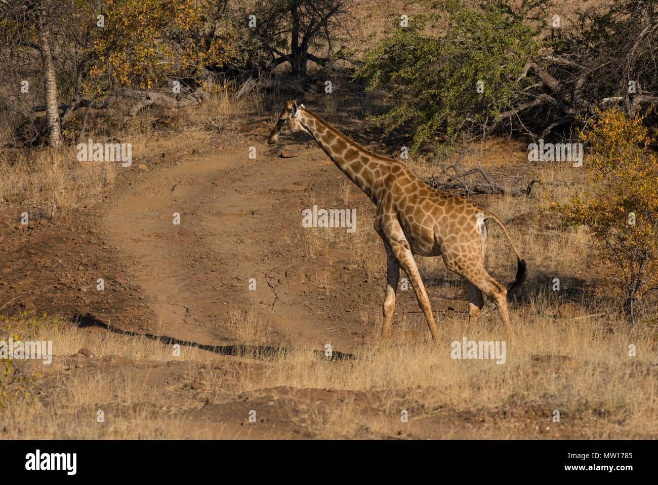 South African Giraffe in Mashatu Private Game Reserve in Botswana Stockfoto