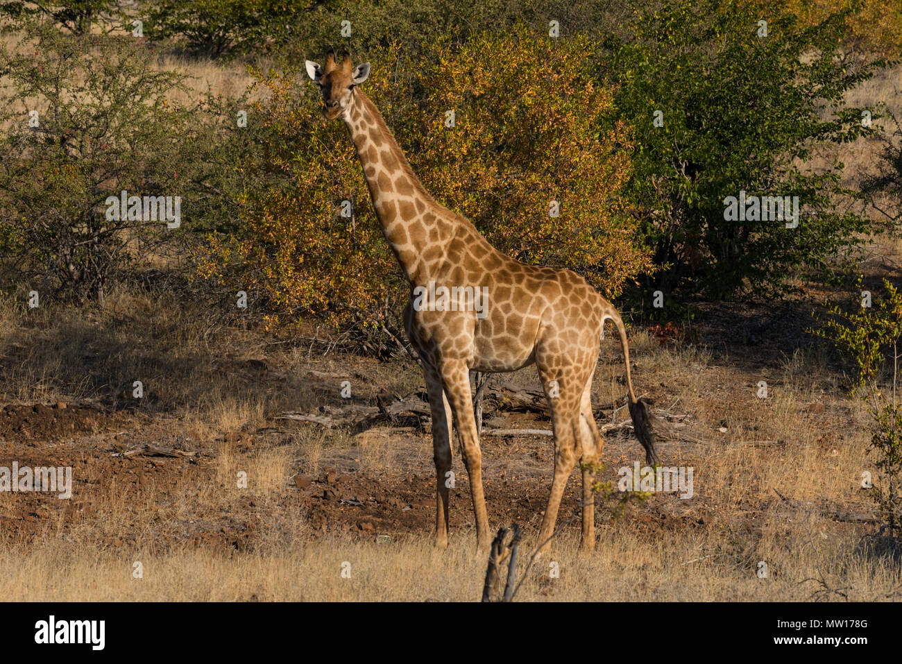 South African Giraffe in Mashatu Private Game Reserve in Botswana Stockfoto