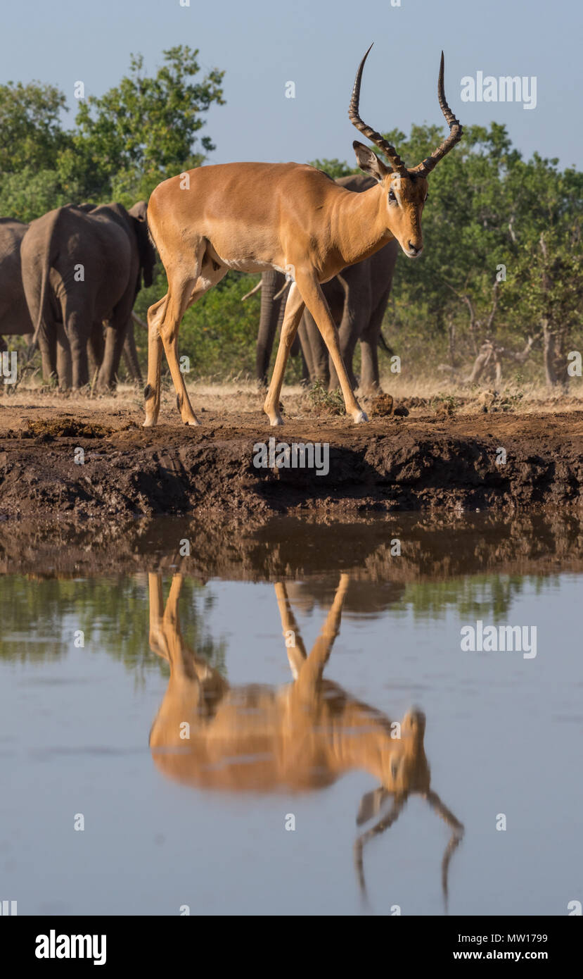 Impala am Wasserloch Botswana Stockfoto