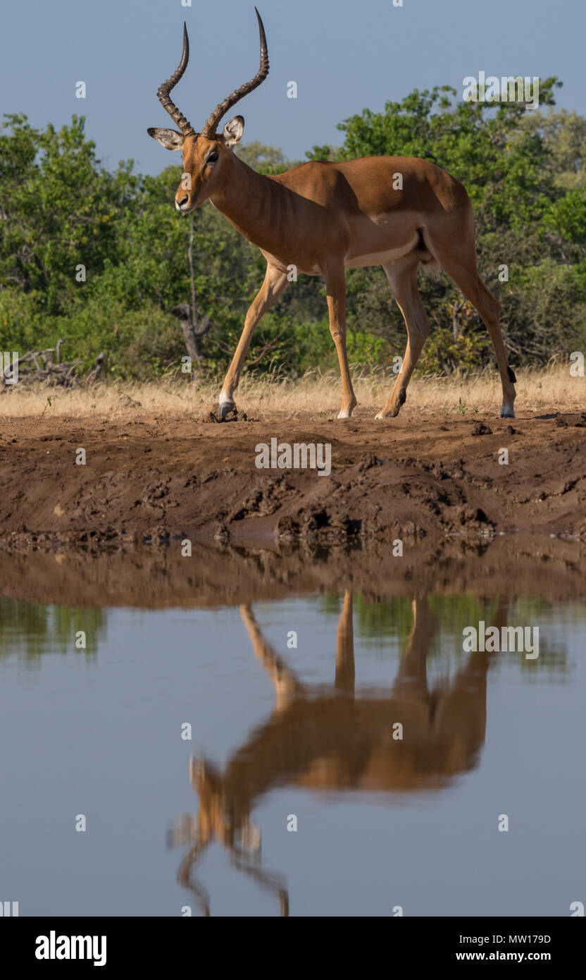 Impala am Wasserloch Botswana Stockfoto