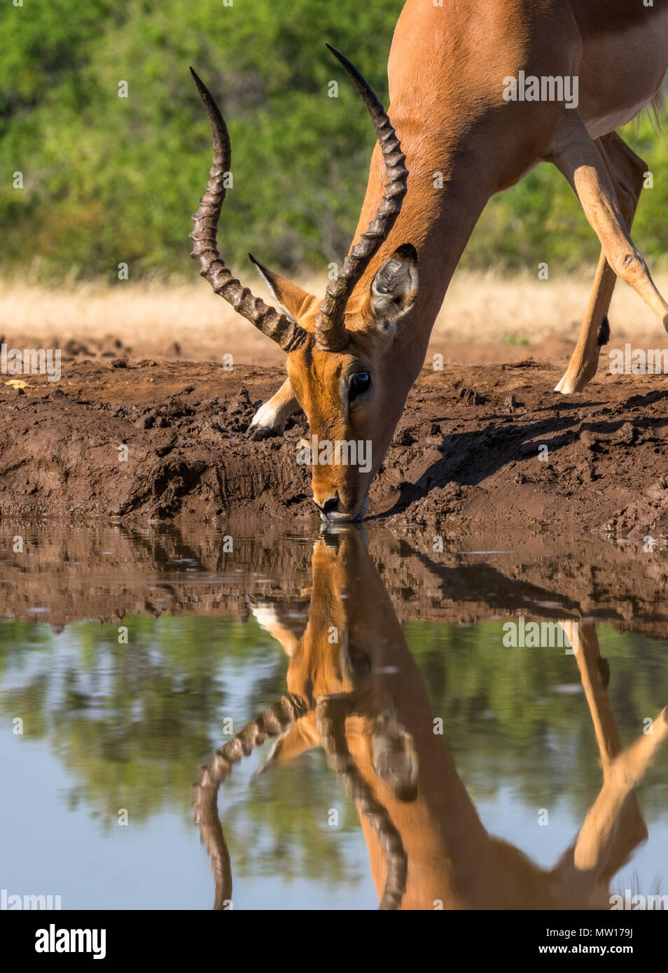 Impala am Wasserloch Botswana Stockfoto