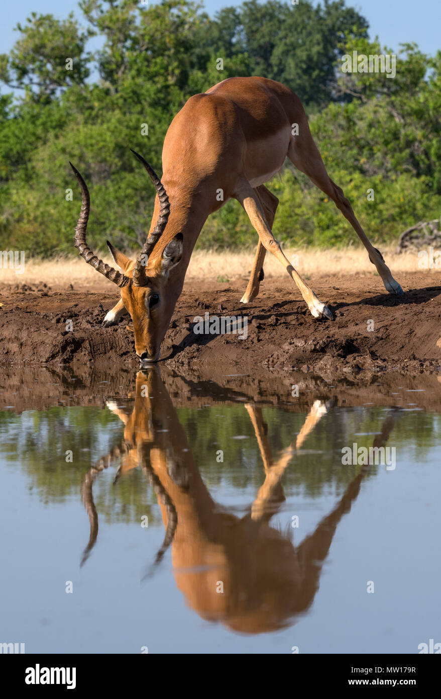 Impala am Wasserloch Botswana Stockfoto