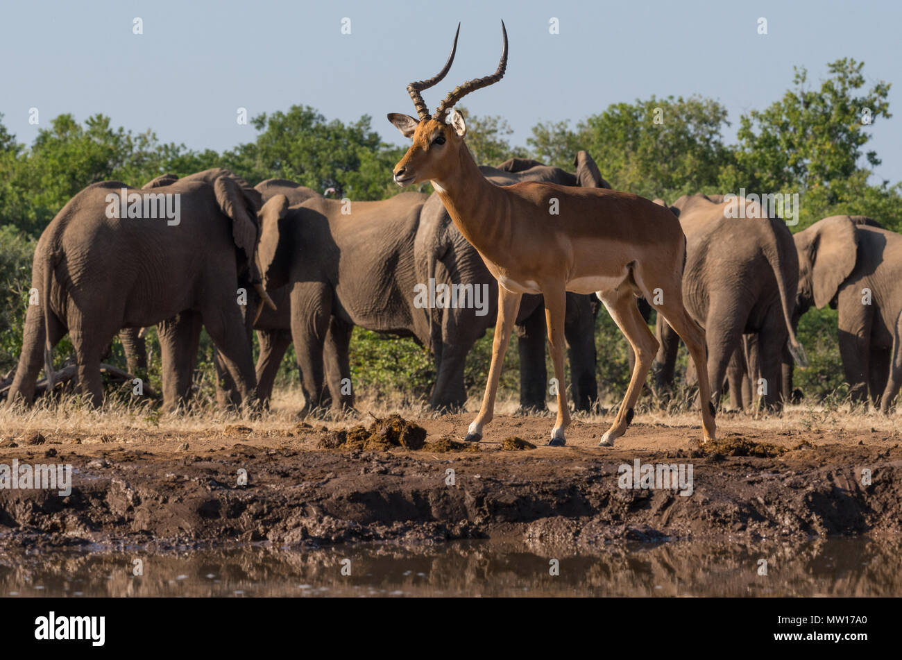 Impala am Wasserloch Botswana Stockfoto