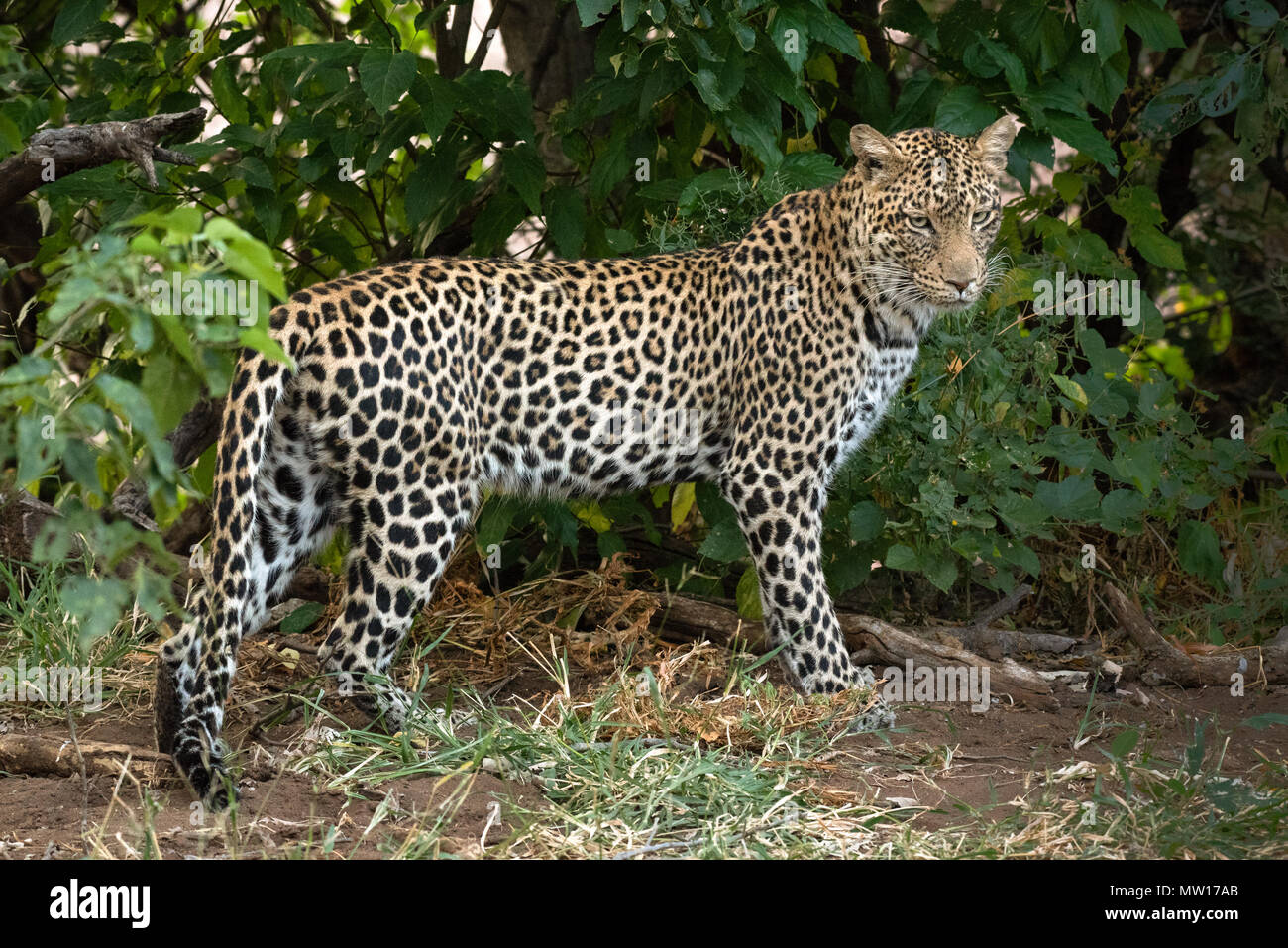 Weibliche spotted Leopard unter Mashatu im Tuli Block Botswana Stockfoto