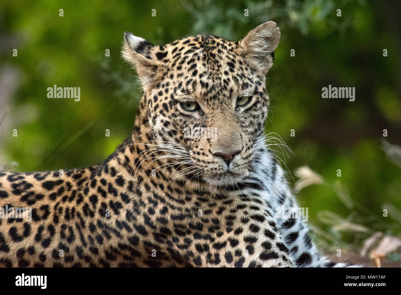 Weibliche spotted Leopard unter Mashatu im Tuli Block Botswana Stockfoto