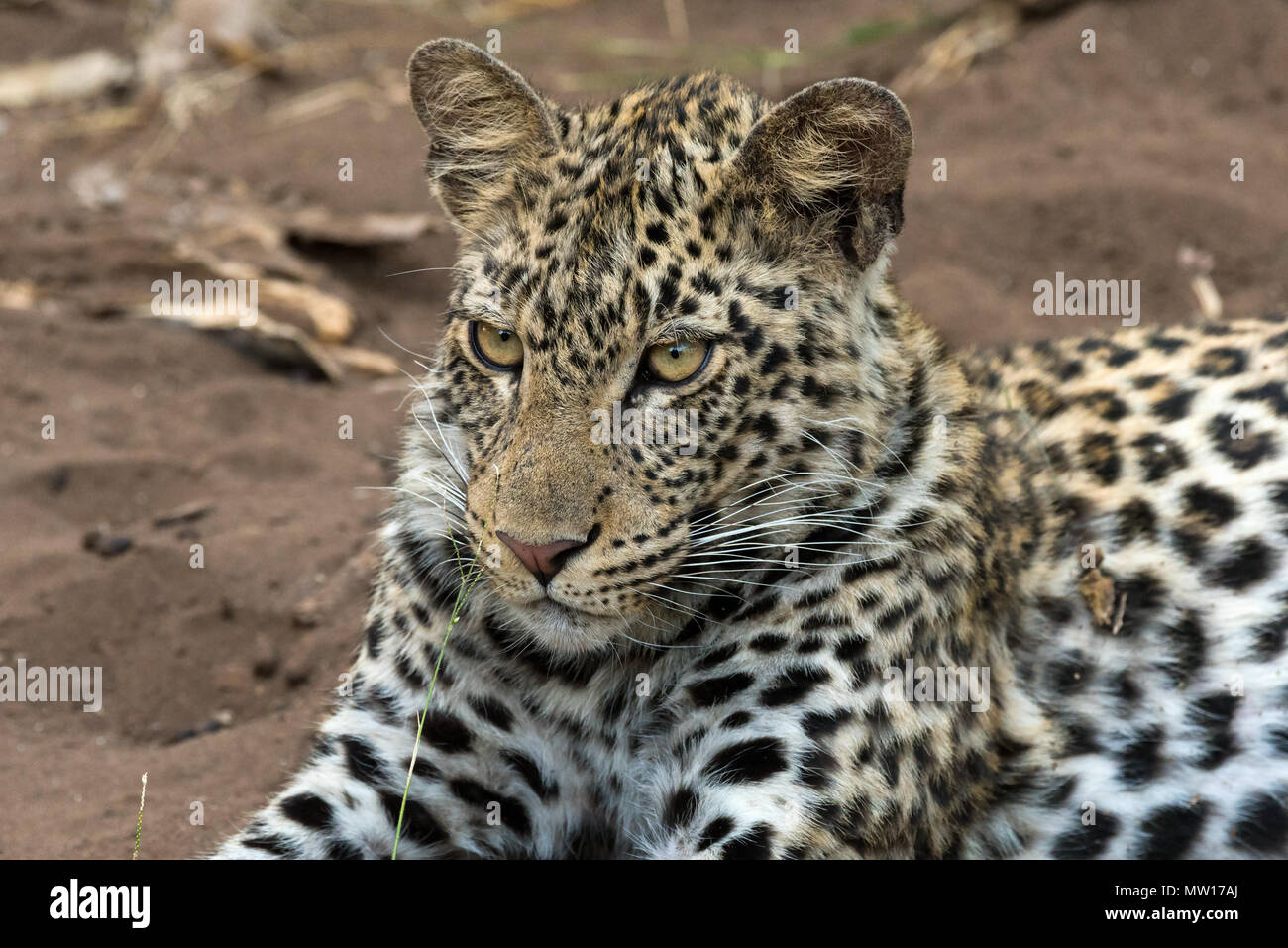 Weibliche spotted Leopard unter Mashatu im Tuli Block Botswana Stockfoto