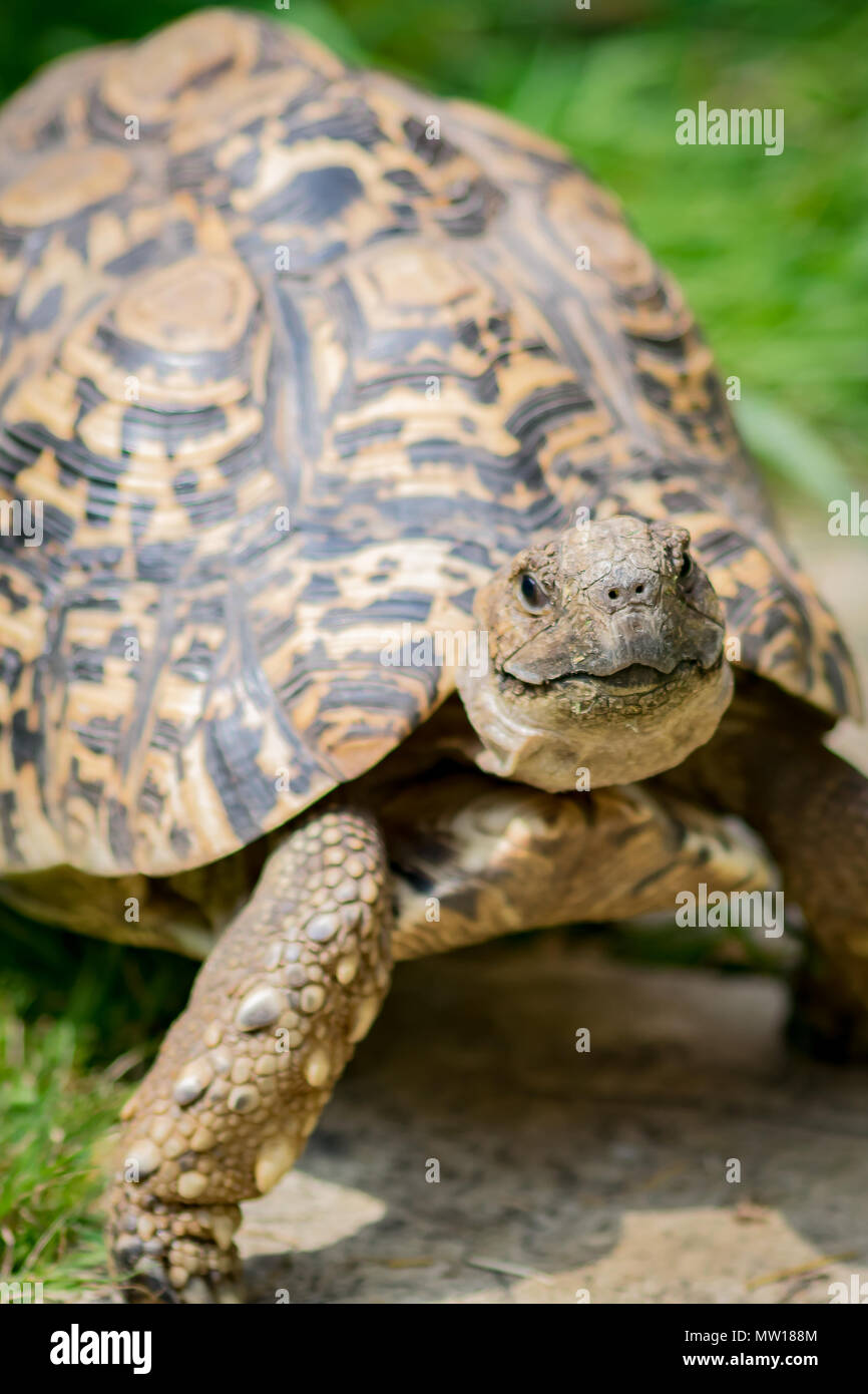 Schildkröten, die das Leben in einem langsameren Tempo genießen Stockfoto