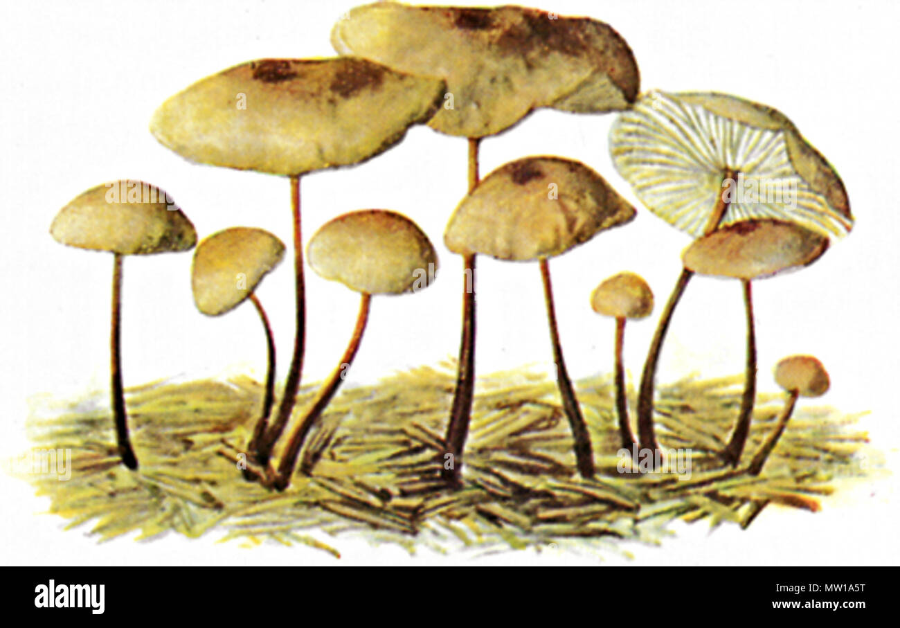 . English: Knoblauch-Schwindling (Marasmius scorodonius). 1897. Albin Schmalfuß Beschreibung Deutsche Maler und botanischen illustrator Deutsche Maler Geburtsdatum / Tod 19. Jahrhundert 20. Jahrhundert Authority control: Q 2639623 VIAF: 311319394 343 Knoblauchschwindling-1 Stockfoto