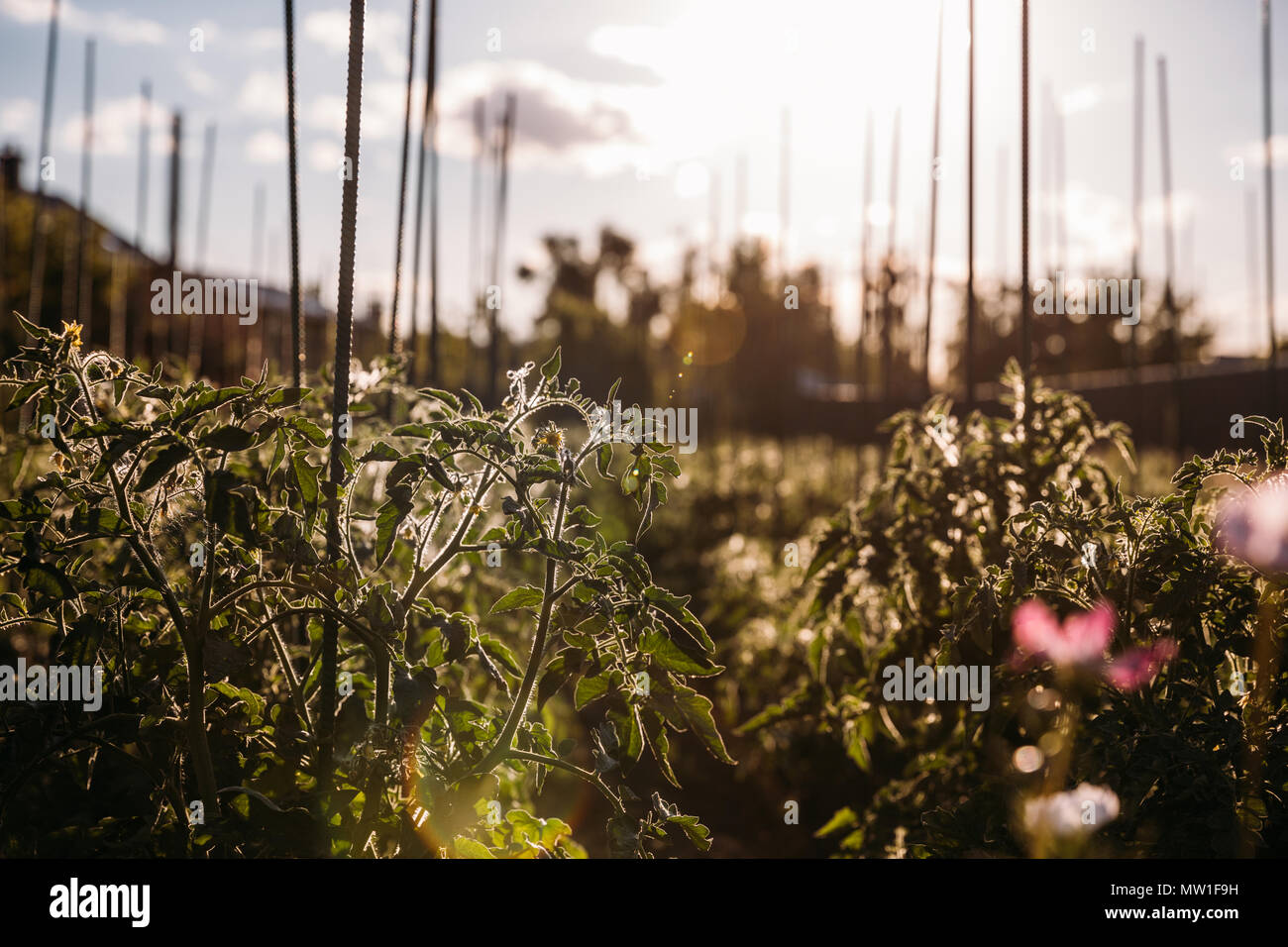 Nahaufnahme der Frische grüne Tomaten Keimlinge in Garten Stockfoto