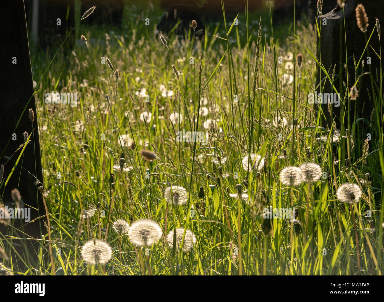 Gräber bei Llantysilio Pfarrkirche in der Nähe von Horseshoe Falls Stockfoto