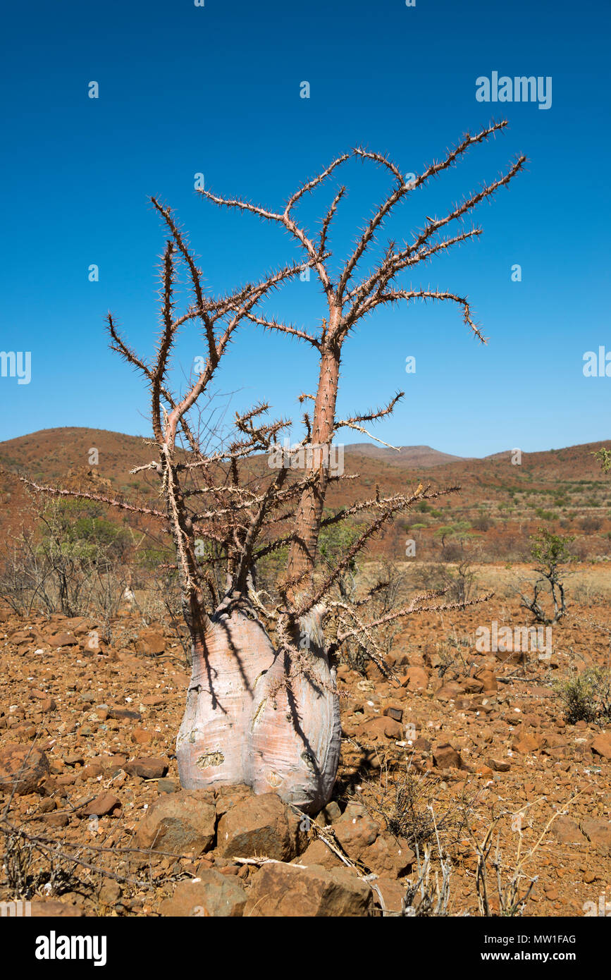 Flasche Baum (Pachypodium lealii) in der Wüste, Damaraland, Namibia Stockfoto