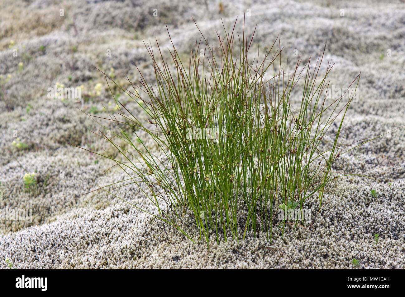 Büschel Gras wächst zwischen Längliche Rock Moss (Racomitrium elongatum), Eldhraun Lavafeld, in der Nähe von Kirkjubærklaustur Stockfoto