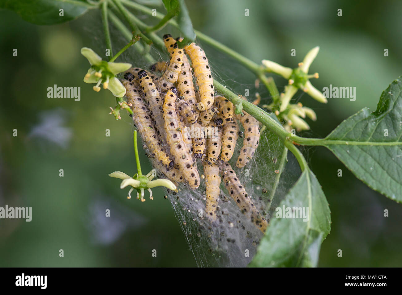 Raupen der Orchard Hermeline (Yponomeuta padella) in einem Blatt, Bayern gesponnen, Deutschland Stockfoto