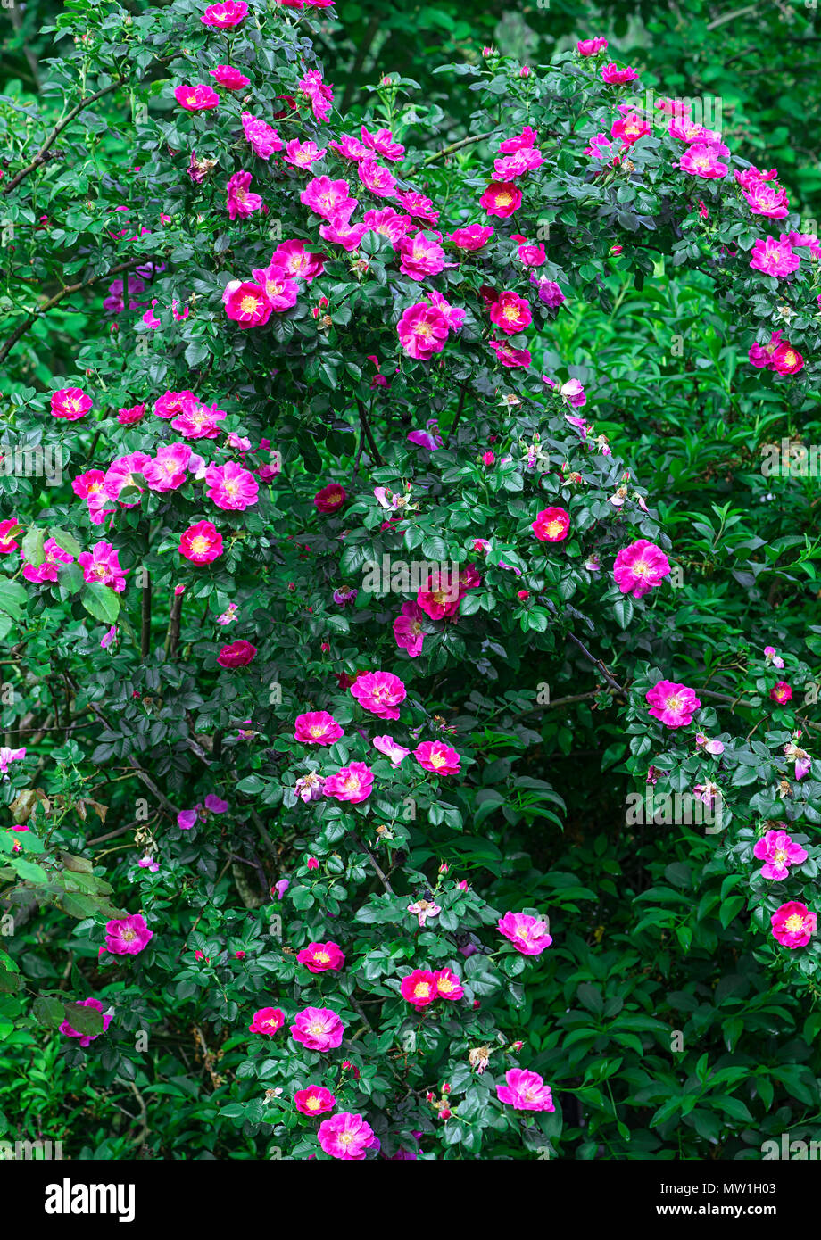 Blühende Wilde Rose (Rosa), Bush, Bayern, Deutschland Stockfoto