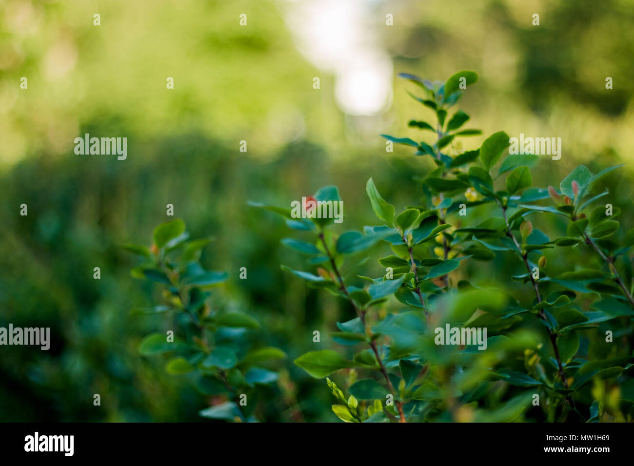 Helle grüne Blätter eines Bush Hintergrund grün Textur. Stockfoto