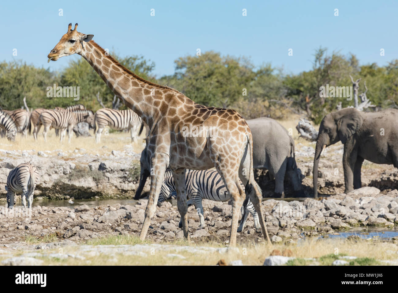 Etosha Nationalpark, Namibia, Afrika Stockfoto
