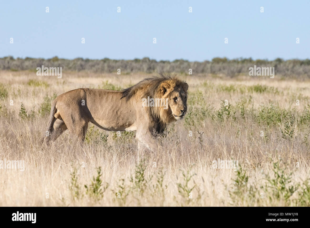 Etosha Nationalpark, Namibia, Afrika Stockfoto