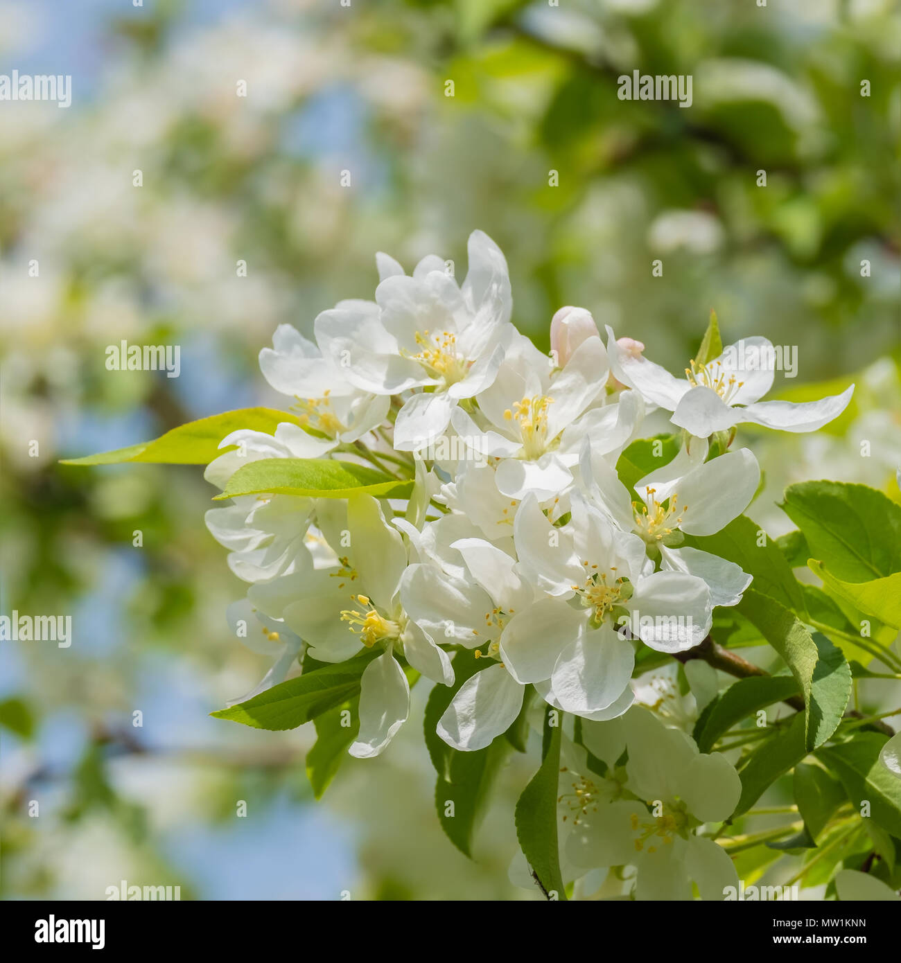 Frühling Blüten aus dem crabapple Tree bekannt als Malus Schneeverwehungen. Stockfoto