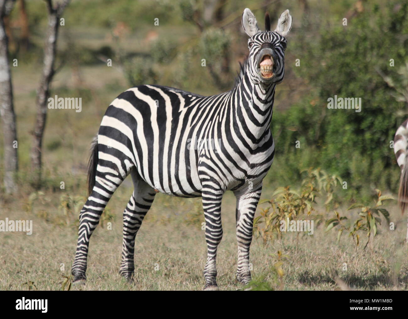 Zebra zeigt seine Zähne Stockfoto