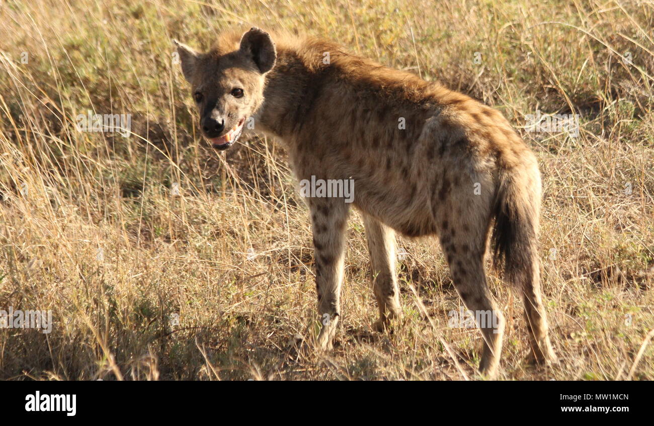 Junge Hyäne auf die afrikanische Savanne Stockfoto