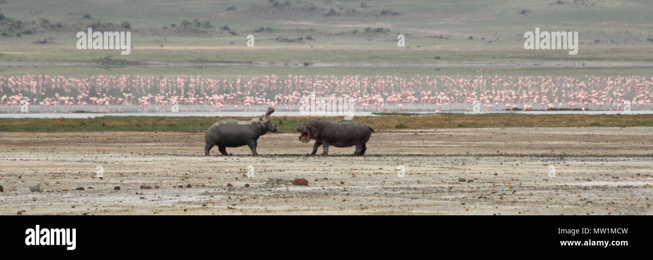 Zwei kämpfende Nilpferd vor einem See mit Rosa flamengos Stockfoto