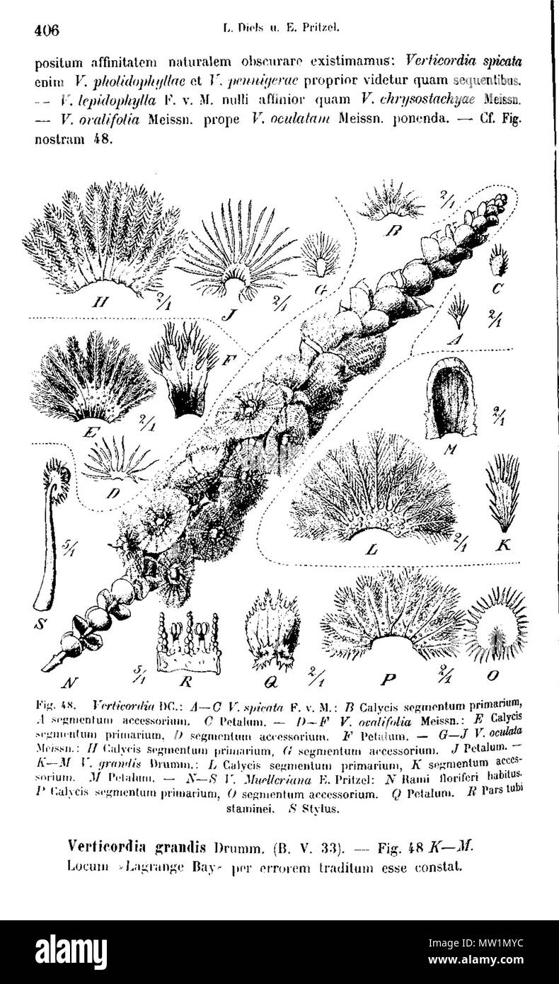 . Botanische Abbildungen von mehreren Verticordia Arten, die Merkmale von Blumen, aus. 1905. (L. Diels und E.Pritzel) Illustrator TBA 629 Verticordia Pritzel Abb. 48 Stockfoto