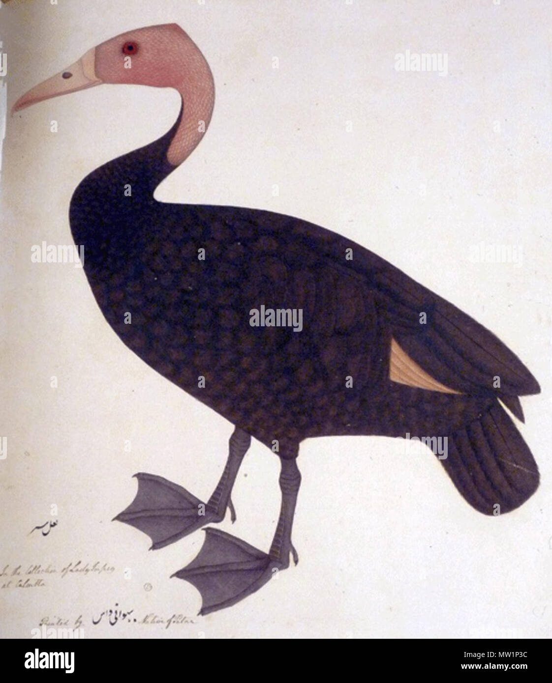 . Englisch: Malerei von Rhodonessa caryophyllacea durch Bhawani Das von einem lebenden Exemplare. ca. 1778-82. Musavir Bhawani Das 520 RhodonessaBhawaniDas Stockfoto