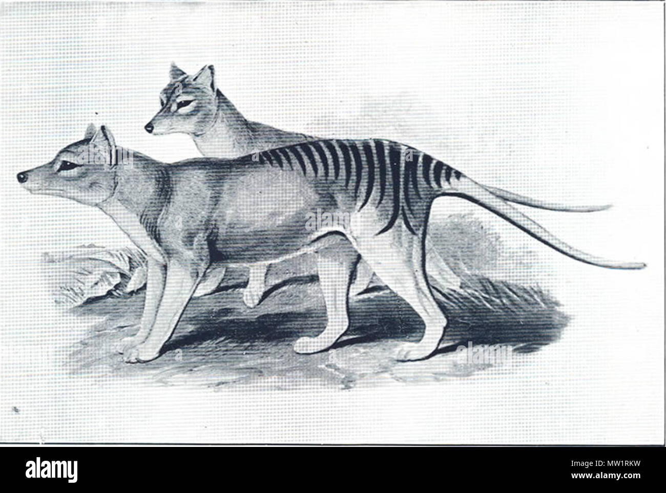 . Eine Illustration von Thylacinus cynocephalus, von einer Regierung Tourist Bureau Veröffentlichung von Tasmanien Tasmanien: Das Wunderland. Die Lithographie ist nach Abbildung H. C. Richters in der Säugetiere von Australien (Gould) (1845-1863). 1934. Die tasmanische Regierung 606 Beutelwolf (Regierung Drucker nach Richter) Stockfoto