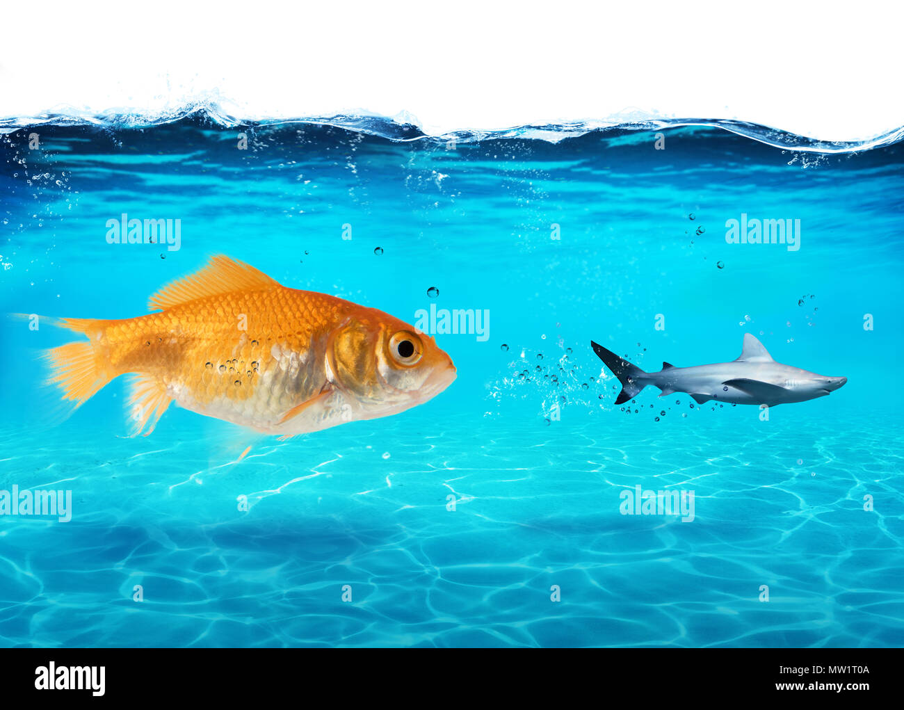 Große Goldfische Angriffen eine Angst Hai im Meer. Konzept der Tapferkeit Stockfoto