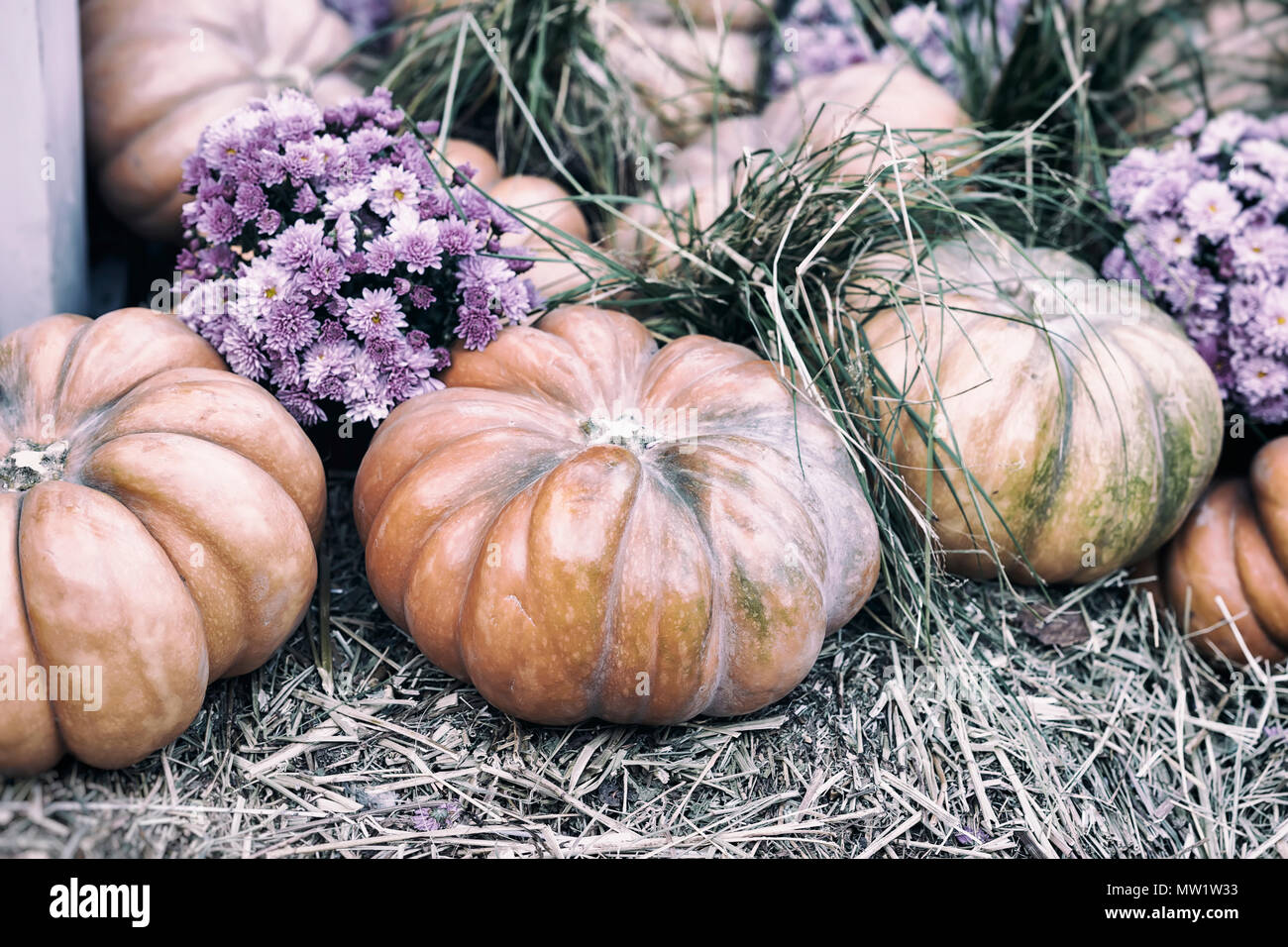Rustikale vintage Hintergrund mit organischen Kürbisse auf trockenem Stroh und Herbst Blumen. Ernte Konzept. Symbol der Feiertage, besonders am Thanksgiving Tag Stockfoto