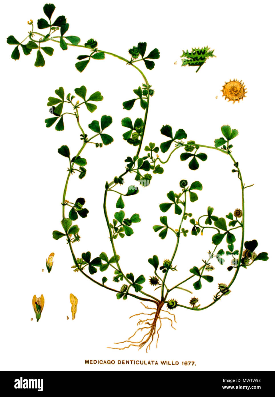 410 Medicago polymorpha - Flora Batava. Afbeelding en Beschreibung der Nederlandsche Gewassen. (1901) (sauber) Stockfoto