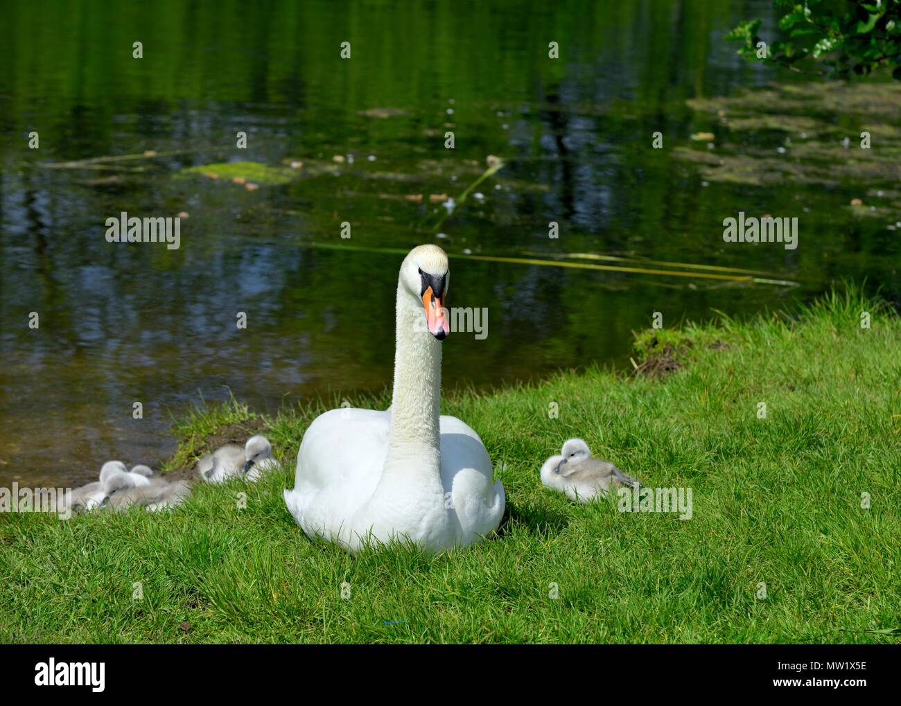 Höckerschwäne swan Cygnet cygnets auf trockenem Land Stockfoto