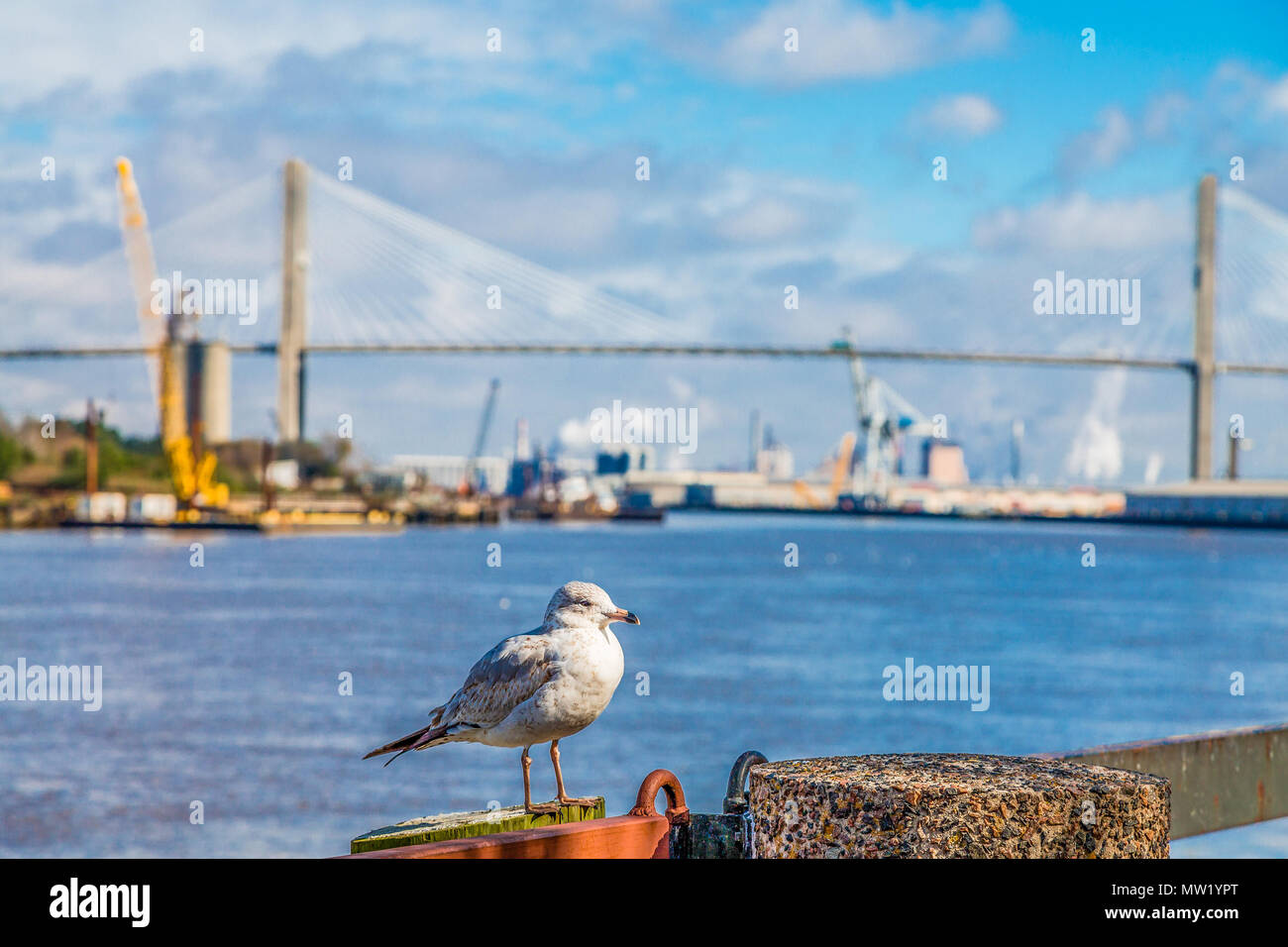 Möwe mit Brücke im Hintergrund Stockfoto