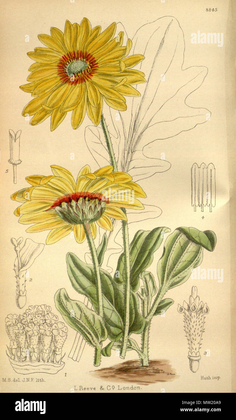 . Venidium macrocephalum (=Arctotis fastuosa), Asteraceae. 1920. M.S. Del., J.N.F. lith. 628 Venidium macrocephalum 146-8845 Stockfoto
