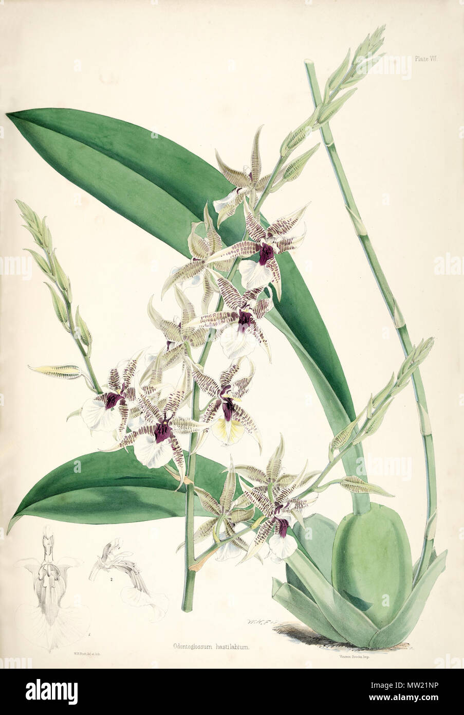 . Abbildung: Oncidium hastilabium (syn. Odontoglossum hastilabium). 1874. Walter Hood Fitch del. et lith. James Bateman Ed 456 (wie Odontoglossum Oncidium hastilabium hastilabium)-pl. 7 - Bateman, Odont Monogr. Stockfoto