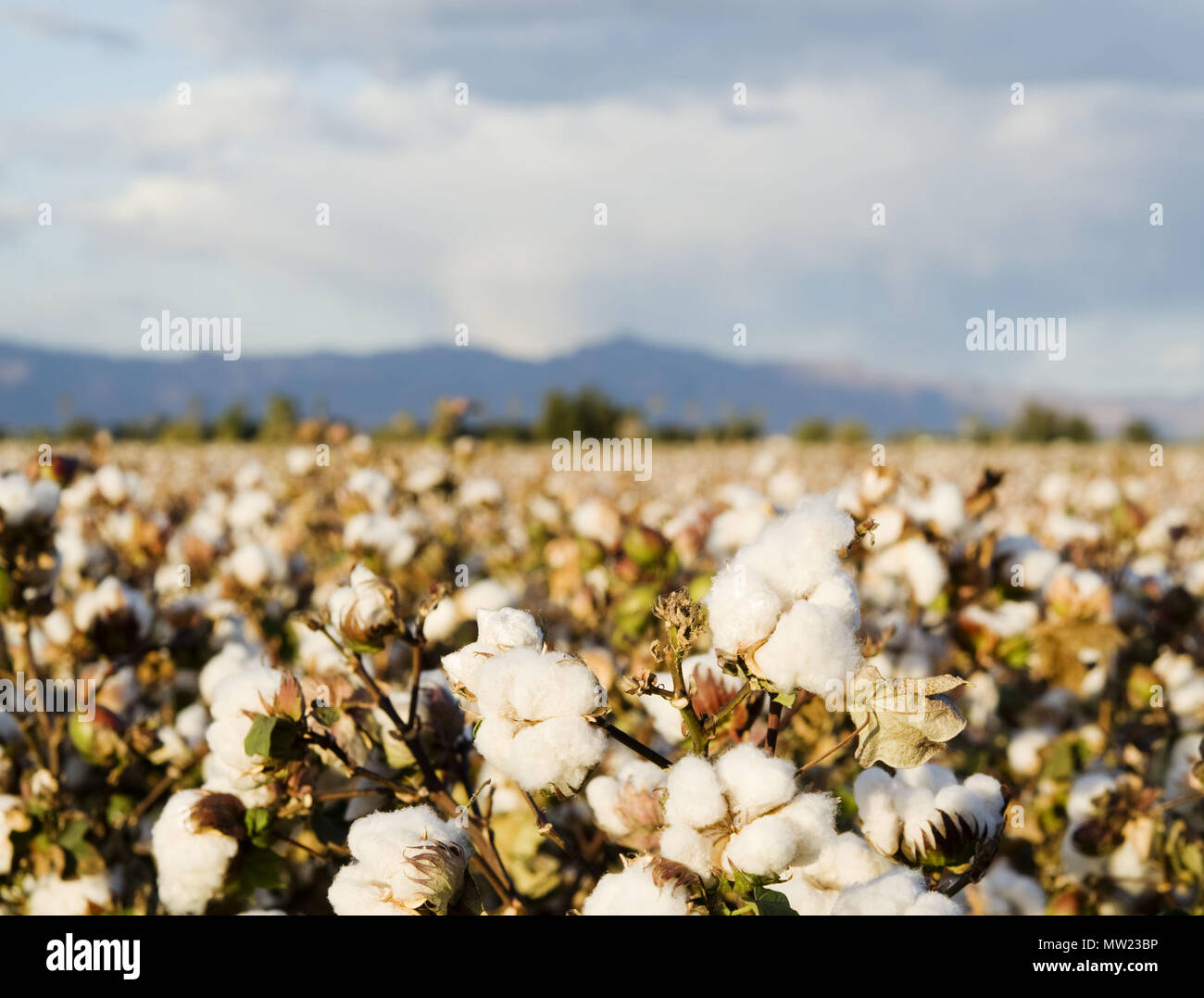 Nahaufnahme von Reife Baumwolle Bällen auf Ast Stockfoto