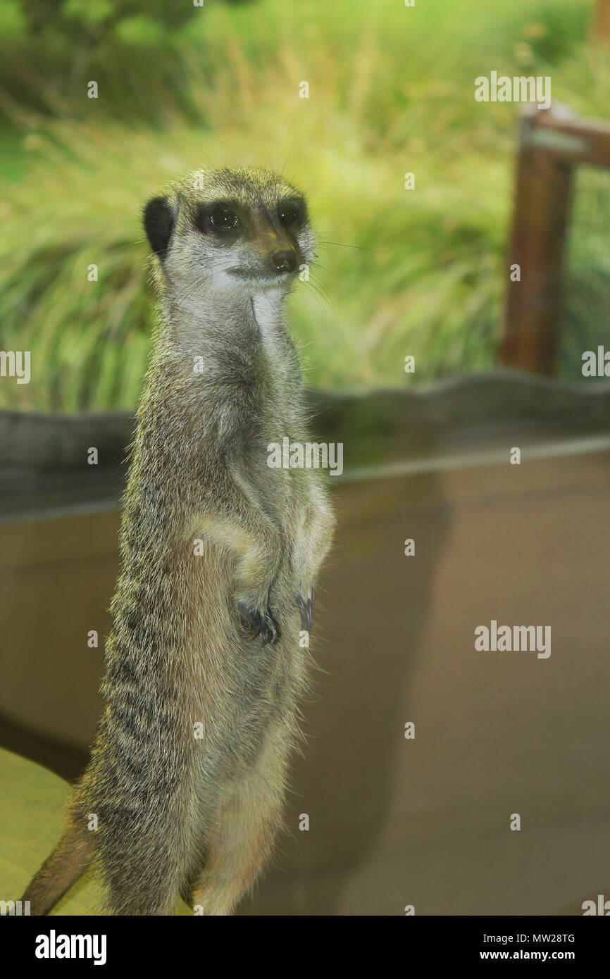 Porträt eines Erdmännchen stehend auf Alarm Stockfoto