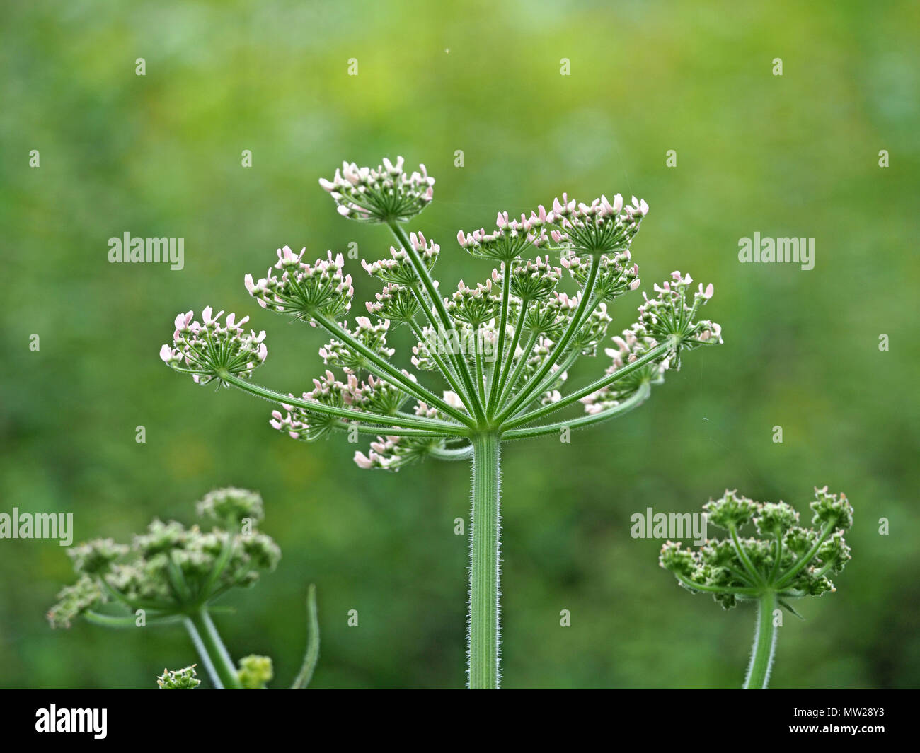 Scharfkraut (Heracleum sphondylium) in Gloucestershire, England, Großbritannien Stockfoto