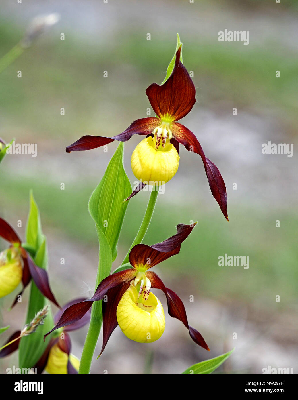 Blühende Orchidee Frauenschuh (Cypripedium calceolus) am Naturschutzgebiet im Norden von England nach der erfolgreichen Wiedereinführung Projekt Stockfoto